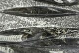 Polished Fossil Orthoceras (Cephalopod) Plate - Morocco #372646-1